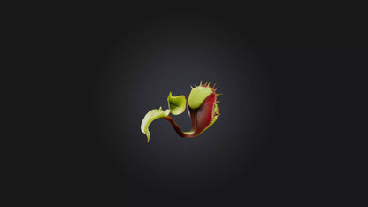 Venus Flytrap 3D model