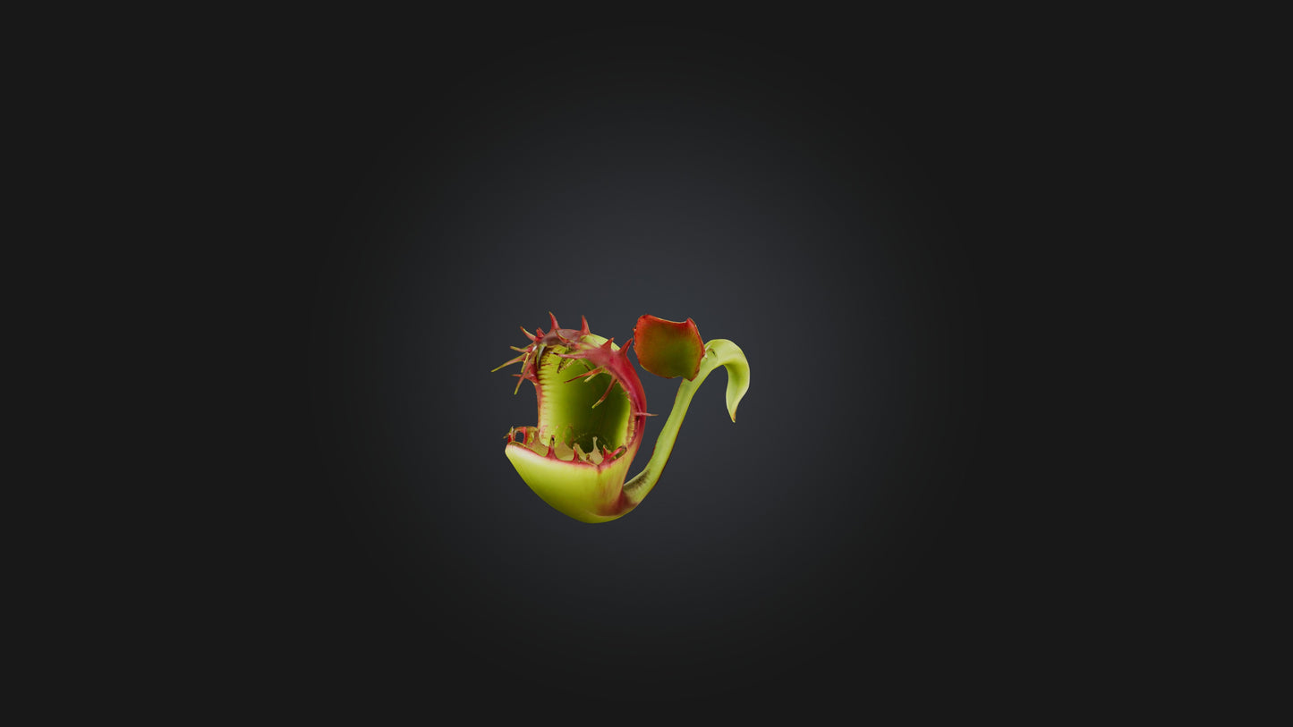 Venus Flytrap 3D model