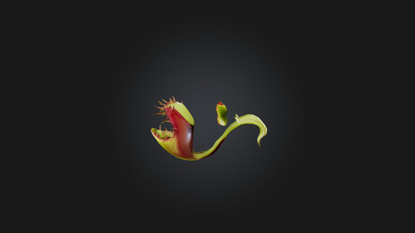 Venus Flytrap 3D model