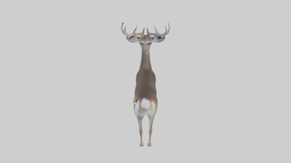 3D model White-tailed deer VR / AR / low-poly