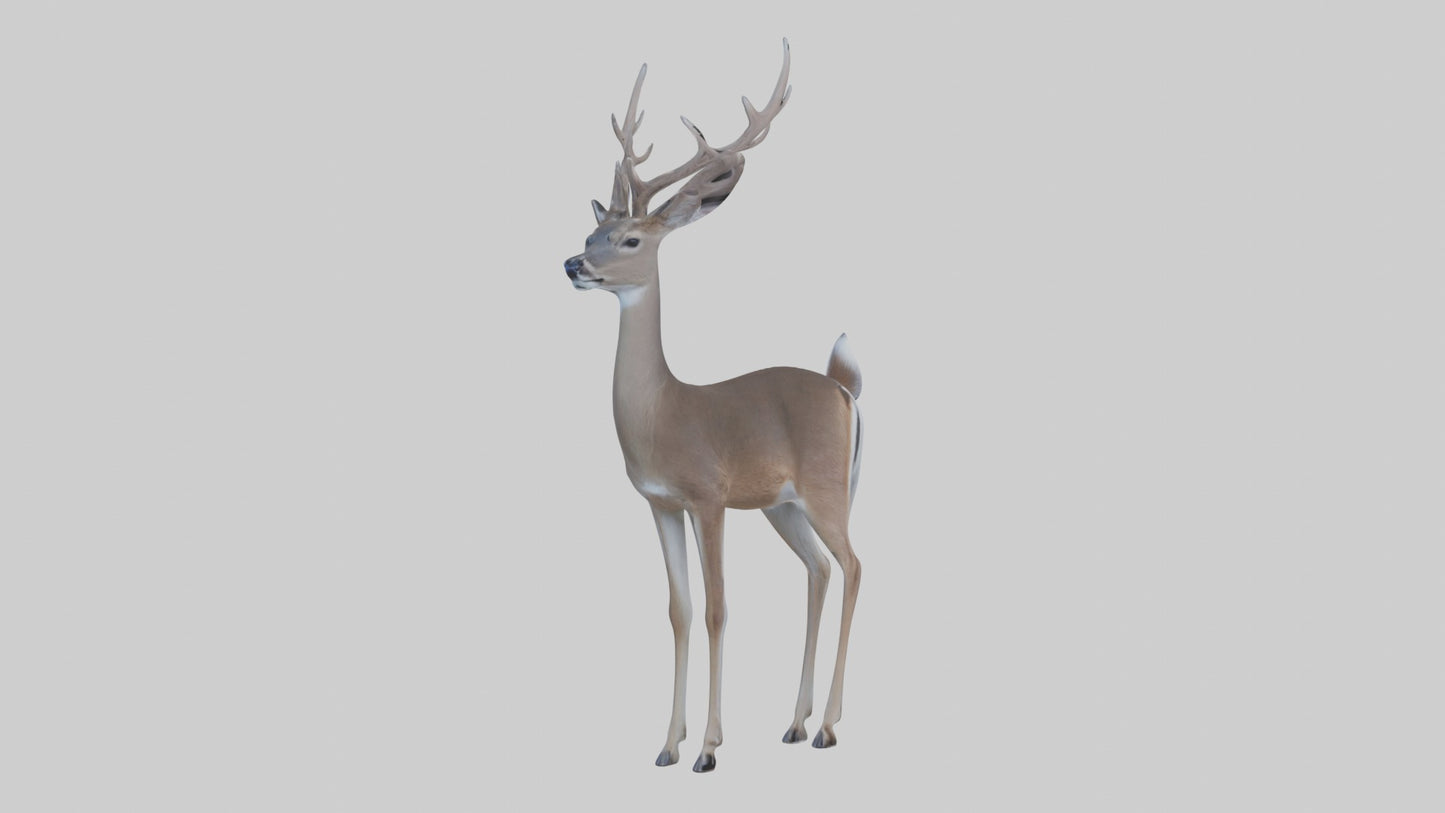 3D model White-tailed deer VR / AR / low-poly