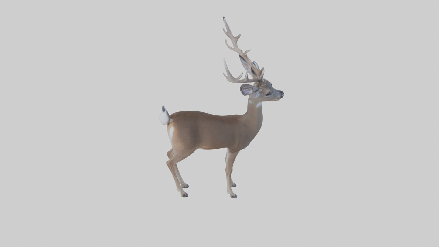 3D model White-tailed deer VR / AR / low-poly