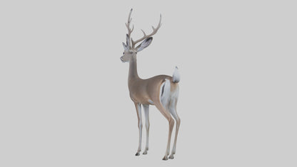 3D model White-tailed deer VR / AR / low-poly
