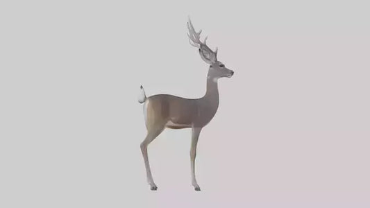 3D model White-tailed deer VR / AR / low-poly