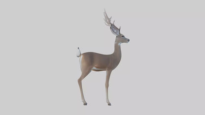3D model White-tailed deer VR / AR / low-poly
