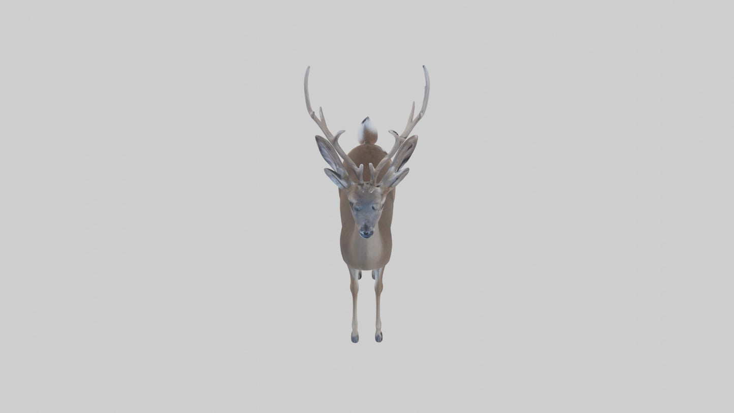 3D model White-tailed deer VR / AR / low-poly