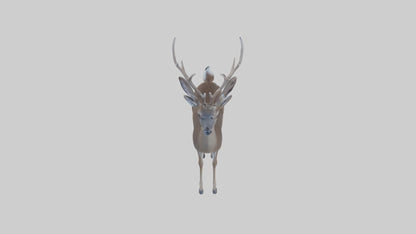 3D model White-tailed deer VR / AR / low-poly