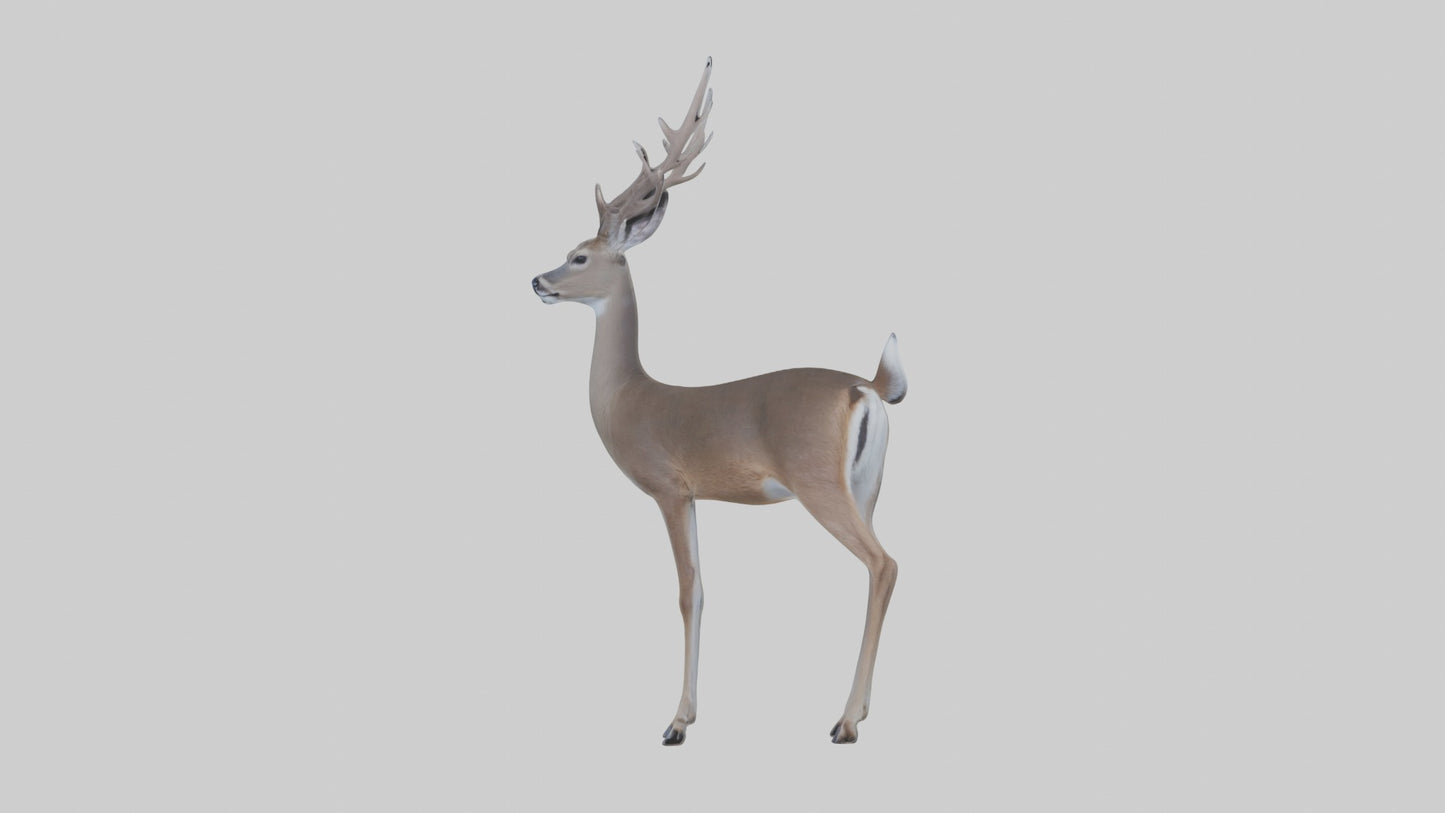 3D model White-tailed deer VR / AR / low-poly