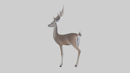 3D model White-tailed deer VR / AR / low-poly