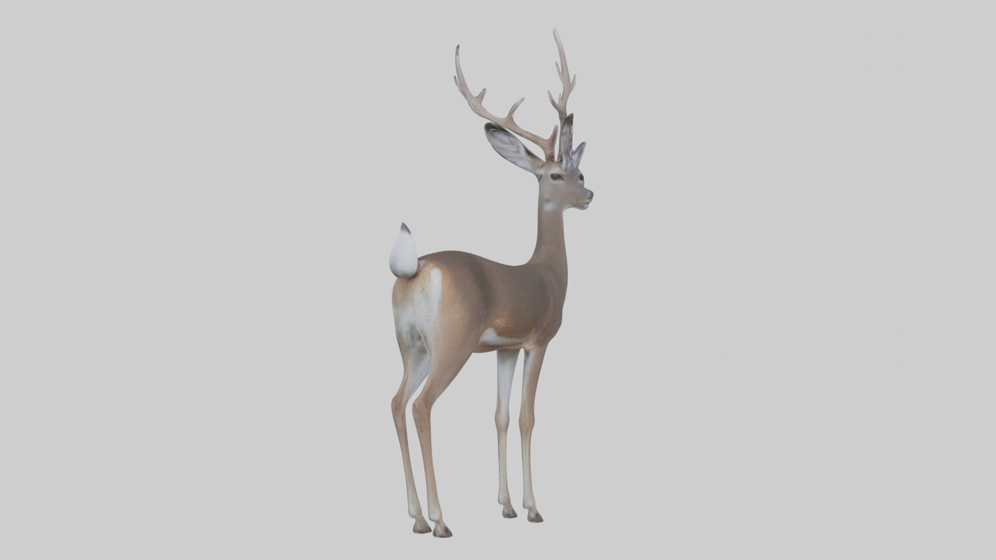 3D model White-tailed deer VR / AR / low-poly