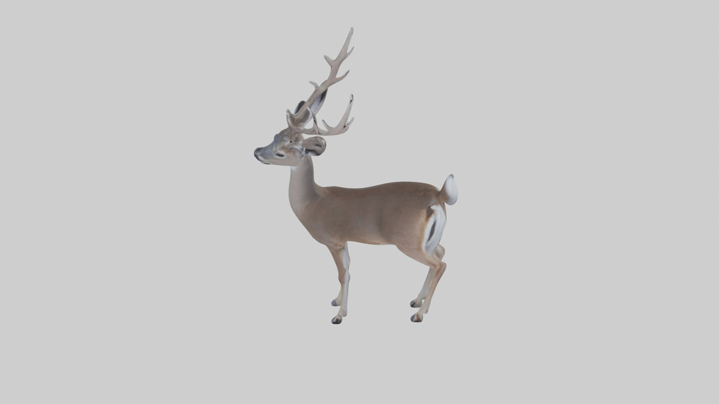 3D model White-tailed deer VR / AR / low-poly