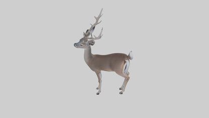3D model White-tailed deer VR / AR / low-poly