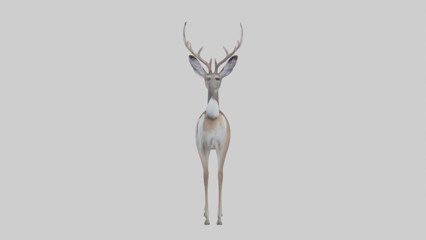 3D model White-tailed deer VR / AR / low-poly