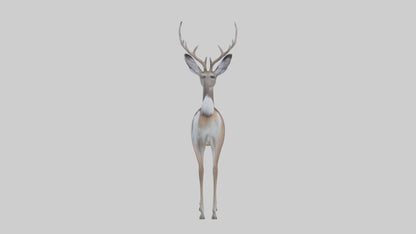 3D model White-tailed deer VR / AR / low-poly