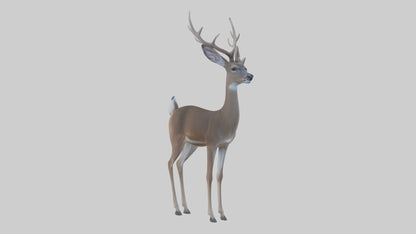 3D model White-tailed deer VR / AR / low-poly