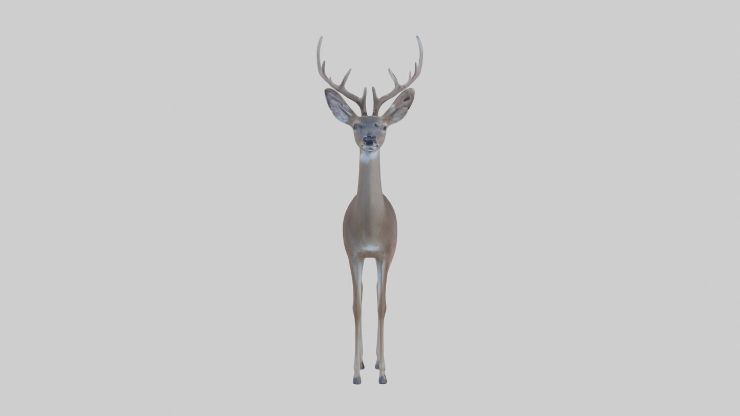 3D model White-tailed deer VR / AR / low-poly