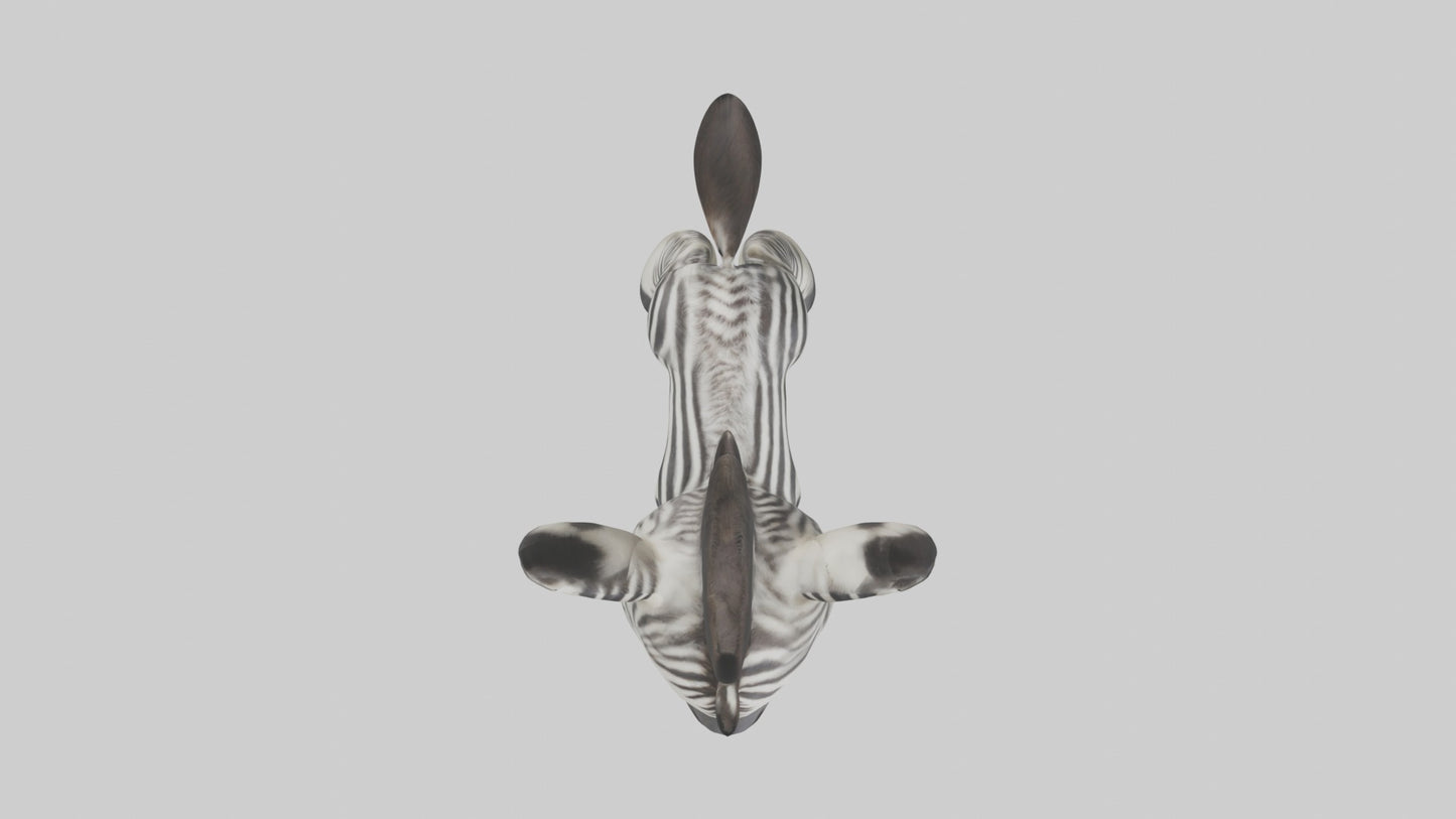 Zebra Foal Model  3D model