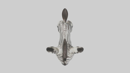 Zebra Foal Model  3D model