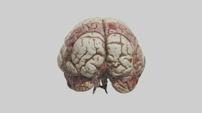 Zombie brain Model 3D model