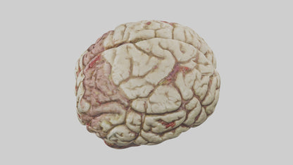 Zombie brain Model 3D model