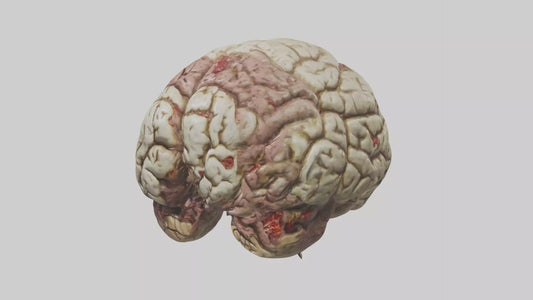 Zombie brain Model 3D model