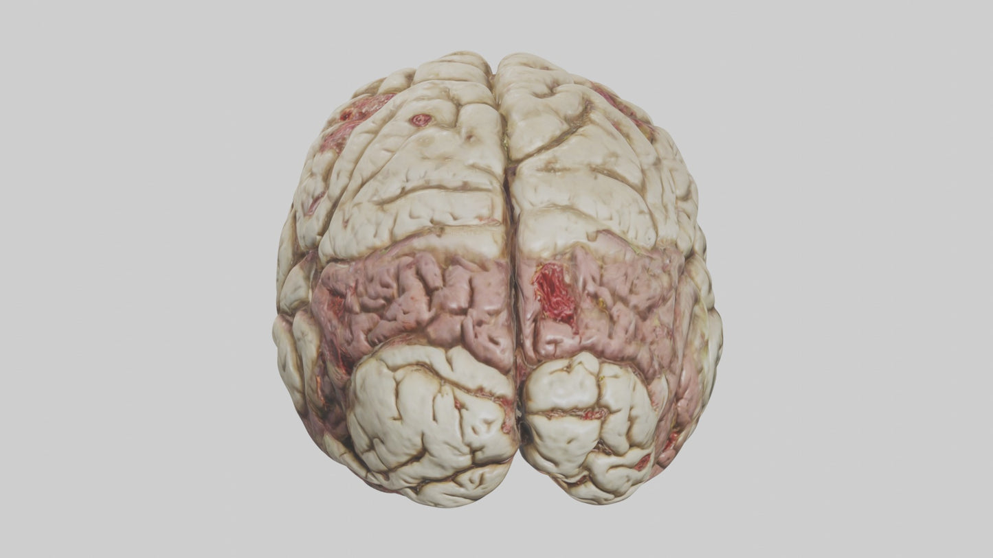 Zombie brain Model 3D model