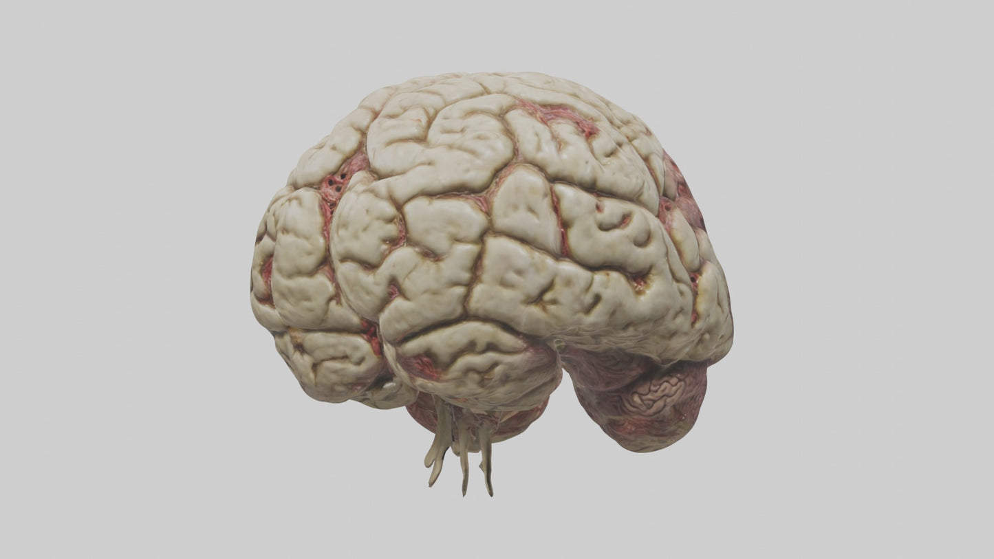 Zombie brain Model 3D model