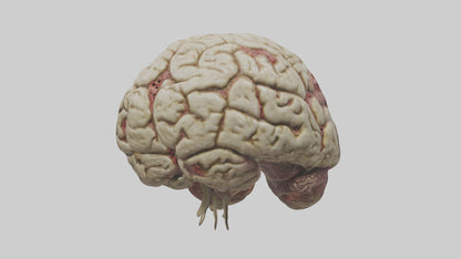 Zombie brain Model 3D model
