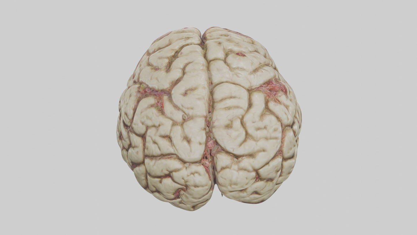 Zombie brain Model 3D model