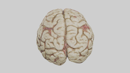 Zombie brain Model 3D model