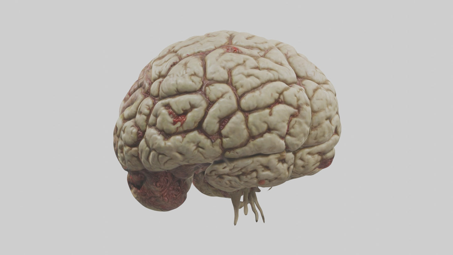 Zombie brain Model 3D model