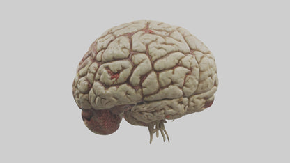 Zombie brain Model 3D model