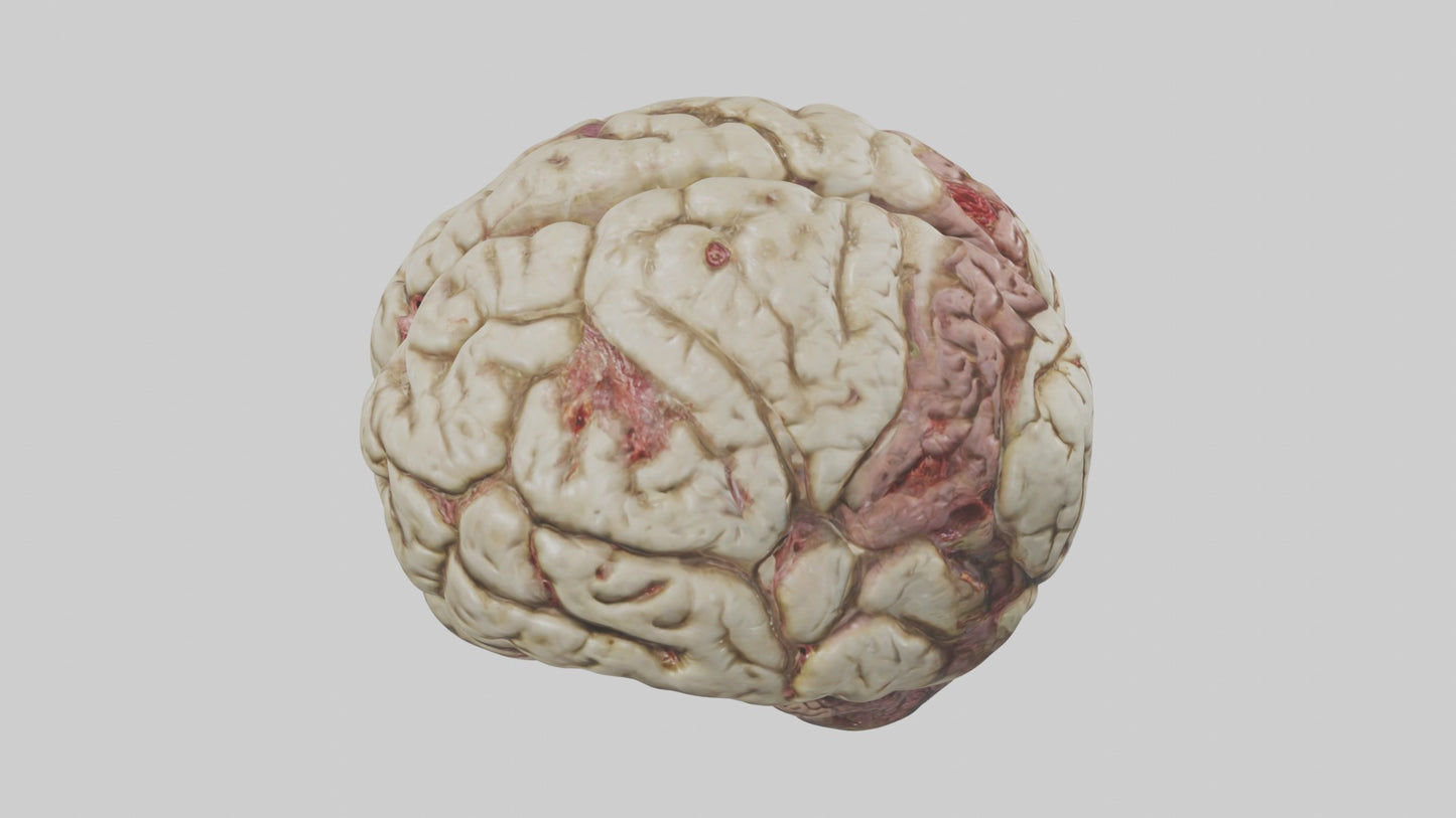 Zombie brain Model 3D model