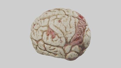 Zombie brain Model 3D model