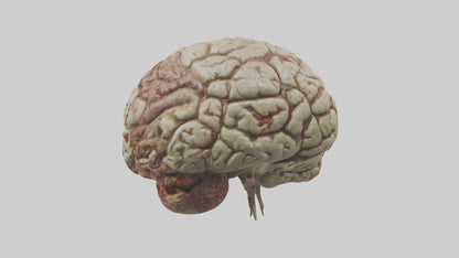 Zombie brain Model 3D model