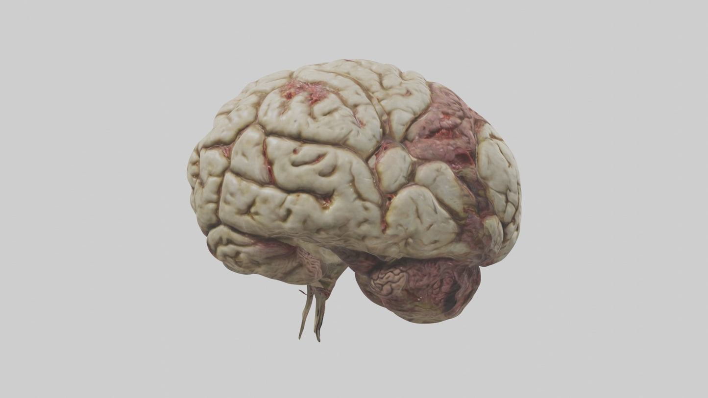 Zombie brain Model 3D model