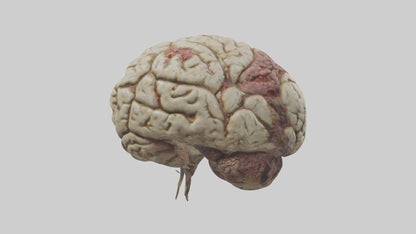 Zombie brain Model 3D model