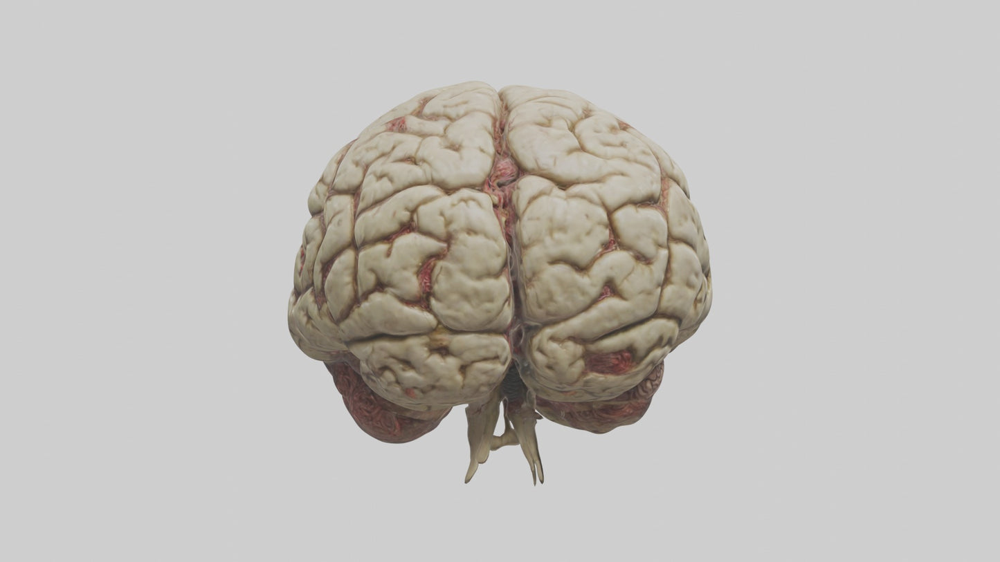 Zombie brain Model 3D model