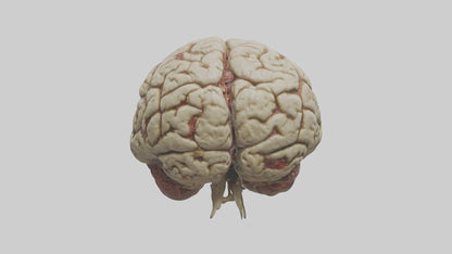 Zombie brain Model 3D model
