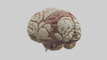 Zombie brain Model 3D model