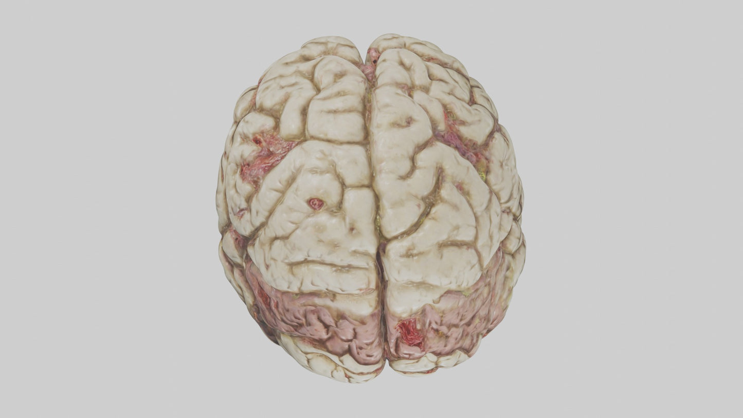 Zombie brain Model 3D model