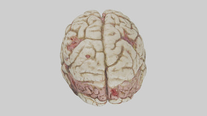 Zombie brain Model 3D model